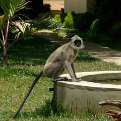Отель Tropical Holiday Garden Resort с домашними животными