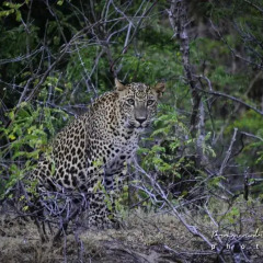 Отель Camp Leopard - Yala Safari Glamping фото 7