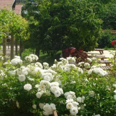 Hotel White Rose фото 3