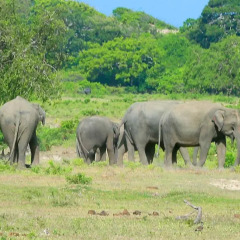 Отель Shangri-Lanka Village Бунгало Делюкс с различными типами кроватей фото 20