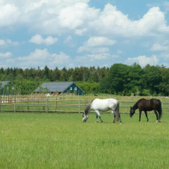 Отель Horsetellerie Rheezerveen 3* Стандартный номер с различными типами кроватей фото 14