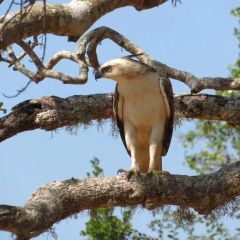 Отель Yala Golden Park бассейн