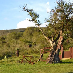 Отель Addo Palace Bush Huts фото 4