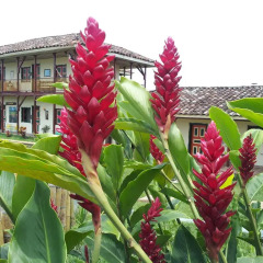 Отель Finca La Maquina фото 4