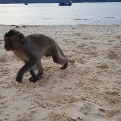 Отель Halong Bay Aloha Cruises с домашними животными