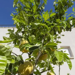 Отель Masseria Caretti Grande Лечче фото 12