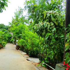 Отель The Krabi Forest Homestay 2* Стандартный номер с различными типами кроватей фото 28