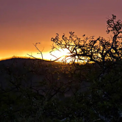 Отель Addo Palace Bush Huts фото 6