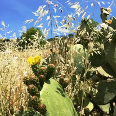 Отель B&B Terre di Sicilia Италия, Джардини Наксос - отзывы, цены и фото номеров - забронировать отель B&B Terre di Sicilia онлайн спортивное сооружение