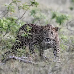 Отель Camp Leopard - Yala Safari Glamping фото 8