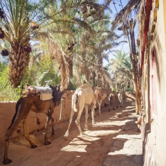 Отель Riad Soleil du Monde Марокко, Загора - отзывы, цены и фото номеров - забронировать отель Riad Soleil du Monde онлайн