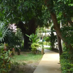 Отель Samui Beach Resort Таиланд, Самуи - 7 отзывов об отеле, цены и фото номеров - забронировать отель Samui Beach Resort онлайн фото 2