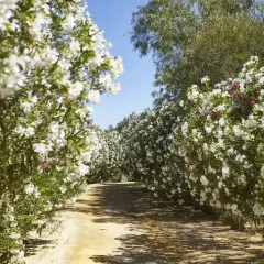 Отель Hacienda de San Rafael фото 5