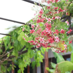 Отель Phatong Residence фото 3
