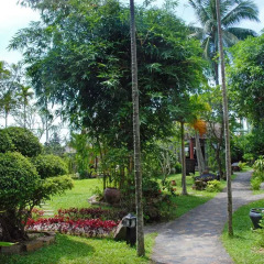 Отель Hoi An Riverside Resort & Spa 4* Стандартный номер с различными типами кроватей
