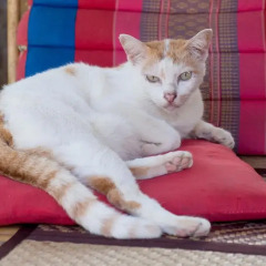 Отель Pinky Bungalow Ланта с домашними животными