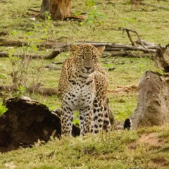 Отель Mahoora Tented Safari Camp All-Inclusive - Yala Шри-Ланка, Катарагама - отзывы, цены и фото номеров - забронировать отель Mahoora Tented Safari Camp All-Inclusive - Yala онлайн фото 2