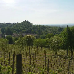 Отель Agriturismo La Torretta da Valentina Сольферино балкон