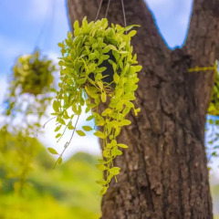 Курортный отель Crystal Wild Panwa Phuket пляж Панва фото 3