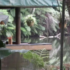 Отель Colo-I-Suva Rainforest Eco Resort Вити-Леву фото 4