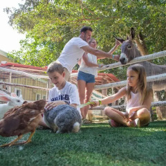Отель Sandos Caracol Select Club - только для взрослых, все включено Плая-дель-Кармен с домашними животными