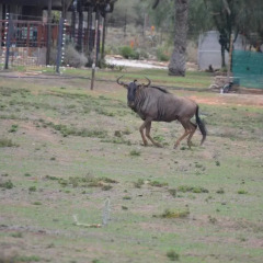 Отель Harmony Game Lodge Южная Африка, Аддо - отзывы, цены и фото номеров - забронировать отель Harmony Game Lodge онлайн с домашними животными