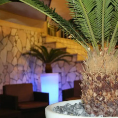 Hotel Camelia Римини спа