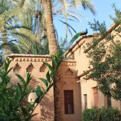 Отель Ecolodge Bab El Oued Maroc Oasis Полулюкс с различными типами кроватей фото 6