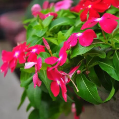Гостевой Дом Petunia Garden Homestay фото 17
