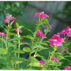Отель Lea s Garden фото 15