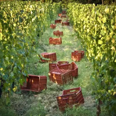Отель Fontemorsi Agriturismo Монтескудаио фото 10