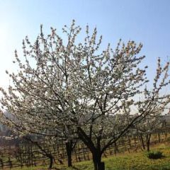 Отель Azienda Agrituristica Costa dei Tigli Костиглиоле-д'Асти фото 7