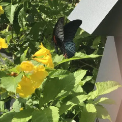 Отель Karon Butterfly House фото 4