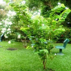 Отель Green Garden Guest House Шри-Ланка, Берувела - 1 отзыв об отеле, цены и фото номеров - забронировать отель Green Garden Guest House онлайн фото 11