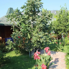 Отель Cirali Almira Bungalow фото 11