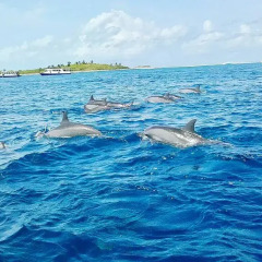 Отель Samura Maldives Guest House Thulusdhoo Остров Гасфинолу приотельная территория