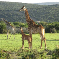 Отель Valley Bushveld Country Lodge спортивное сооружение