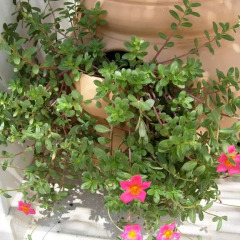 Отель Secret garden in the old town Лечче
