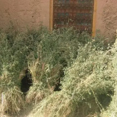 Отель Riad Dar Al Aafia Марокко, Уарзазат - отзывы, цены и фото номеров - забронировать отель Riad Dar Al Aafia онлайн приотельная территория фото 2