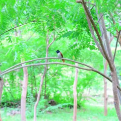 Отель Lavish Eco Jungle балкон
