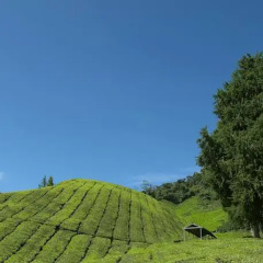 Отель Cameron Highlands Resort фото 7