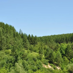 Отель Guest House Yablonevyy Tsvet Белокуриха фото 5