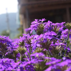 Naturalife Farm Hotel фото 12