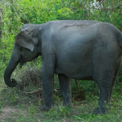 Отель Shangri-Lanka Village Бунгало Делюкс с различными типами кроватей фото 29