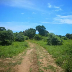 Отель Yala Dream Park Шри-Ланка, Тиссамахарама - отзывы, цены и фото номеров - забронировать отель Yala Dream Park онлайн фото 6
