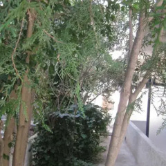 Отель Pericles Studios