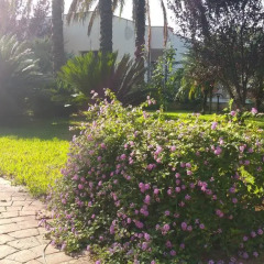 Отель Villa Flora фото 3
