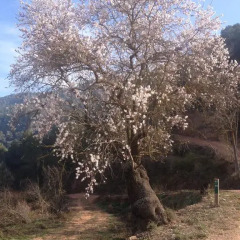 Отель Masia Casajoana Rural фото 2