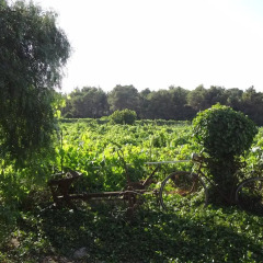 Отель Agroturismo Sa Vinya d'en Palerm фото 11
