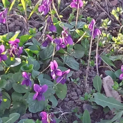 Отель Ca Angiola Кастель-д'Арио фото 4